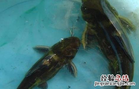 黄颡鱼主要病害的防治方法 黄颡鱼病害大全防治