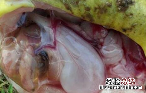 黄颡鱼主要病害的防治方法 黄颡鱼病害大全防治