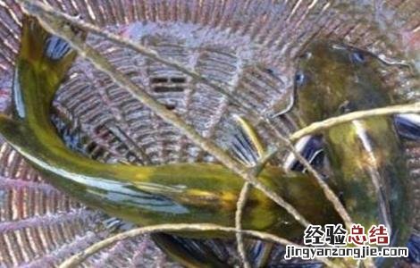 黄颡鱼主要病害的防治方法 黄颡鱼病害大全防治