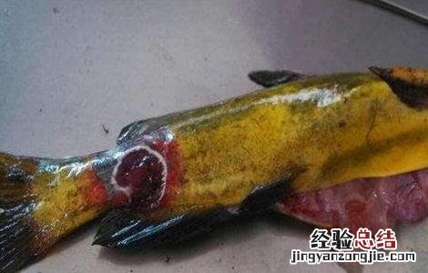 黄颡鱼主要病害的防治方法 黄颡鱼病害大全防治