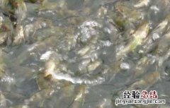 黄颡鱼主要病害的防治方法 黄颡鱼病害大全防治