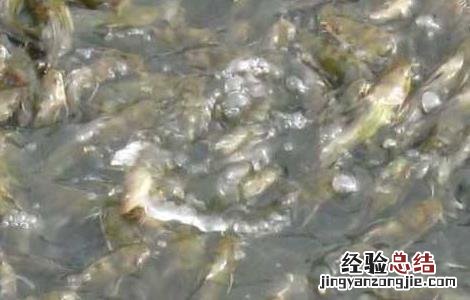 黄颡鱼主要病害的防治方法 黄颡鱼病害大全防治