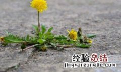 婆婆丁晒干泡水喝有什么功效 婆婆丁晒干泡水还是新鲜泡水好