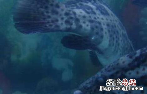 石斑鱼的养殖条件要求是 石斑鱼的养殖条件要求
