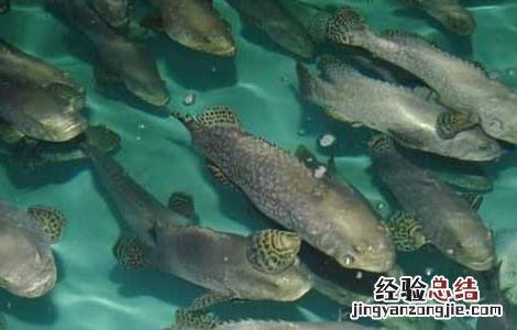 石斑鱼的养殖条件要求是 石斑鱼的养殖条件要求