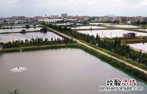 加州鲈鱼常见的养殖模式 加州鲈鱼养殖方法