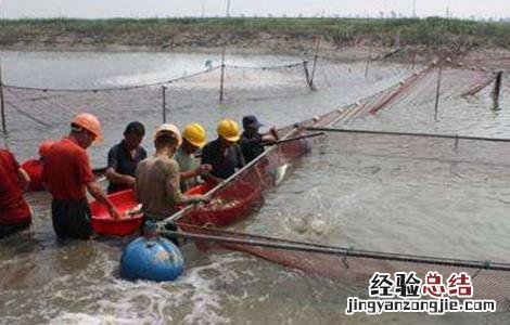 加州鲈鱼常见的养殖模式 加州鲈鱼养殖方法
