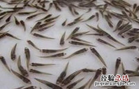 淡水鲈鱼的繁殖技术 淡水鲈鱼人工繁殖技术