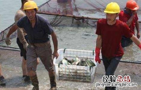 淡水鲈鱼的繁殖技术 淡水鲈鱼人工繁殖技术