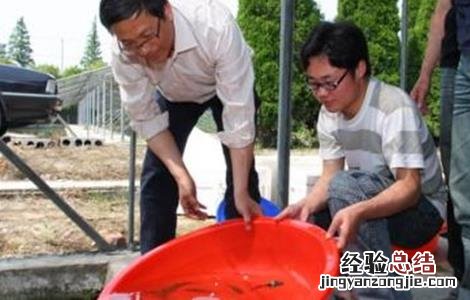 淡水鲈鱼的繁殖技术 淡水鲈鱼人工繁殖技术