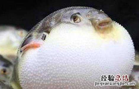 河豚养殖的日常管理措施 河豚养殖的日常管理