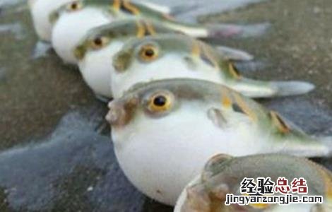 河豚养殖的日常管理措施 河豚养殖的日常管理