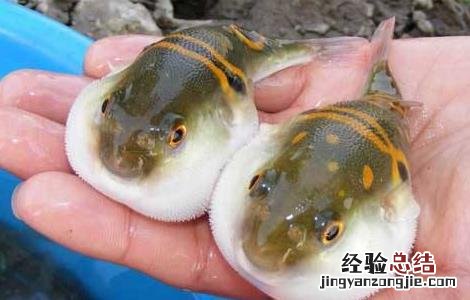 河豚养殖的日常管理措施 河豚养殖的日常管理