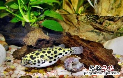 河豚的养殖方法视频 河豚的养殖方法