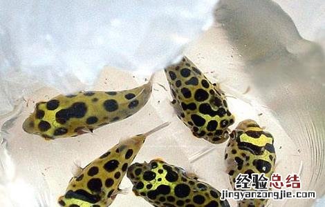 河豚的养殖方法视频 河豚的养殖方法