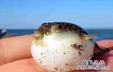 河豚的养殖方法视频 河豚的养殖方法