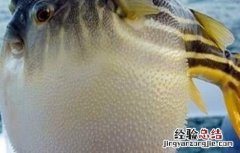 河豚的养殖方法视频 河豚的养殖方法