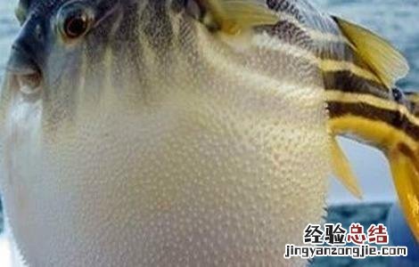 河豚的养殖方法视频 河豚的养殖方法