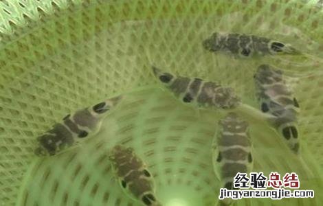 河豚的养殖方法视频 河豚的养殖方法