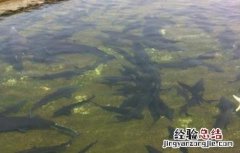 养殖鲟鱼的注意事项 鲟鱼家养注意