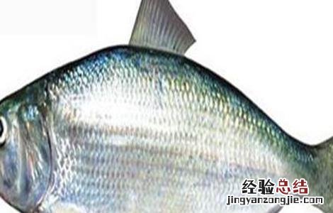 鲥鱼的人工养殖方法 人工鲥鱼怎么养殖