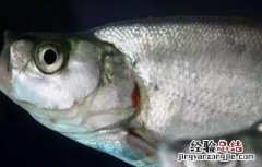 鲥鱼的人工养殖方法 人工鲥鱼怎么养殖
