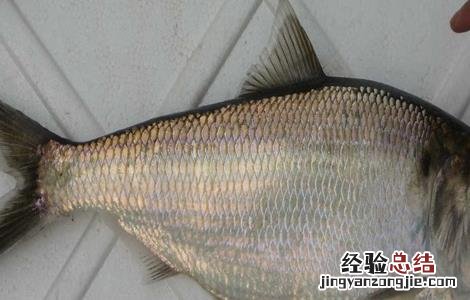 鲥鱼的人工养殖方法 人工鲥鱼怎么养殖