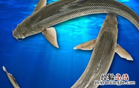 鲥鱼的人工养殖方法 人工鲥鱼怎么养殖