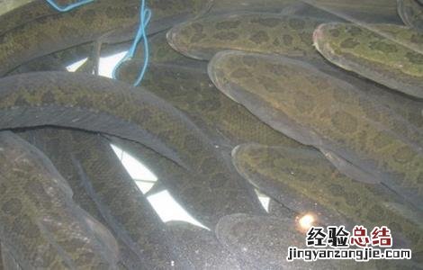 黑鱼怎么养殖长的快 黑鱼该怎么养殖