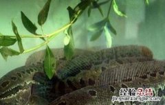黑鱼怎么养殖长的快 黑鱼该怎么养殖