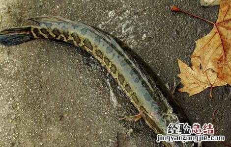 黑鱼怎么养殖长的快 黑鱼该怎么养殖