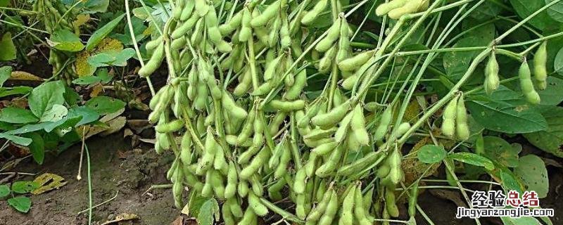 中国最早栽培的两种农作物，最早种植大豆的国家是