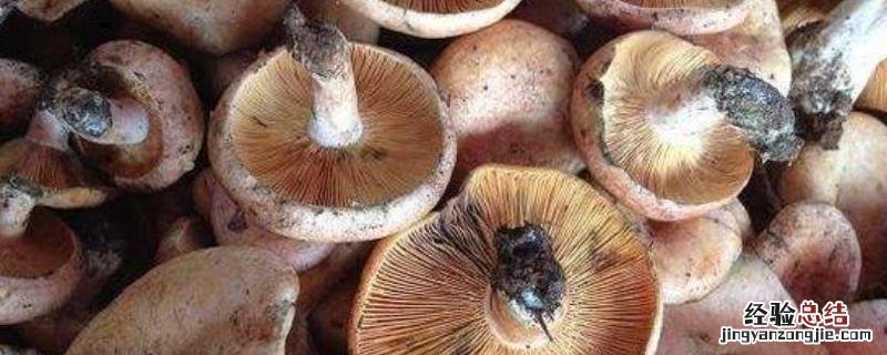 铜绿菌生长环境要求 铜绿菌可以人工培养吗，附种植技术