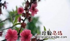 赞美桃花的句子有哪些? 赞美桃花的句子