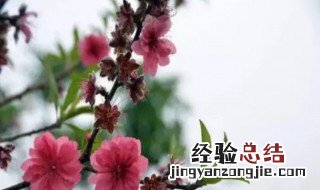 赞美桃花的句子有哪些? 赞美桃花的句子