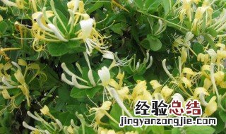 中药大全名字以及功效与图片薄荷木蝴蝶请问服用 中药大全名字以及功效