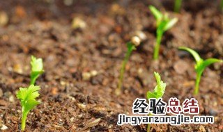 种子萌发的过程思维导图 种子萌发的过程