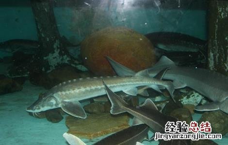 鲟鱼的人工养殖方法图解 鲟鱼的人工养殖方法
