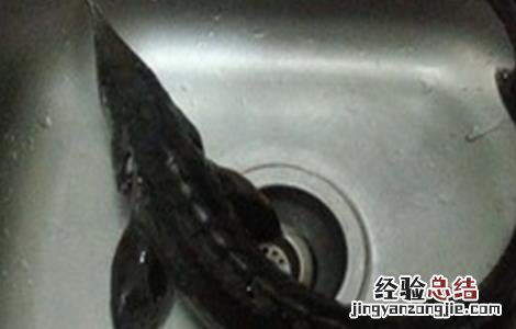 鲟鱼的人工养殖方法图解 鲟鱼的人工养殖方法