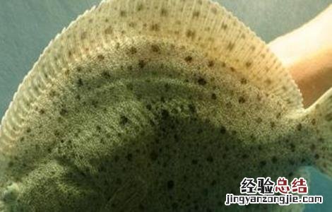 多宝鱼该怎么养 多宝鱼怎么养活的时间长
