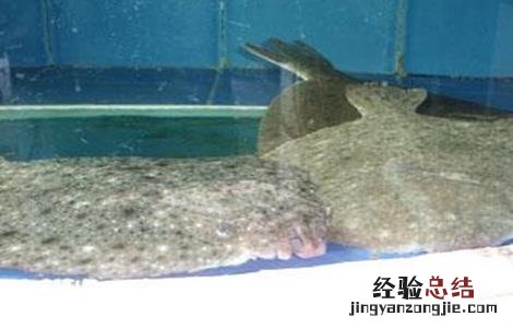 多宝鱼该怎么养 多宝鱼怎么养活的时间长