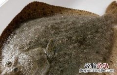 多宝鱼该怎么养 多宝鱼怎么养活的时间长