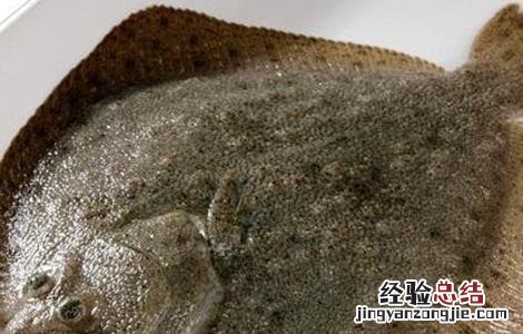 多宝鱼该怎么养 多宝鱼怎么养活的时间长