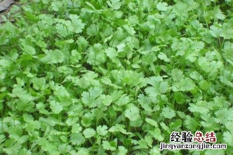 12月份农作物种什么好 12月种什么农作物
