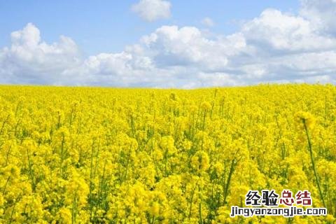 12月份农作物种什么好 12月种什么农作物
