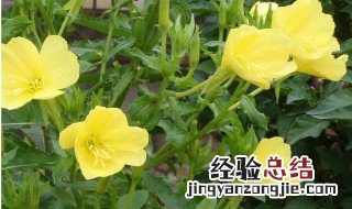 含黄花草油酸的食物 那些食物含黄花草油酸的功效和作用