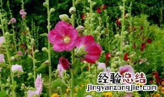 蜀葵的种植方法和技巧视频 蜀葵的种植方法和技巧