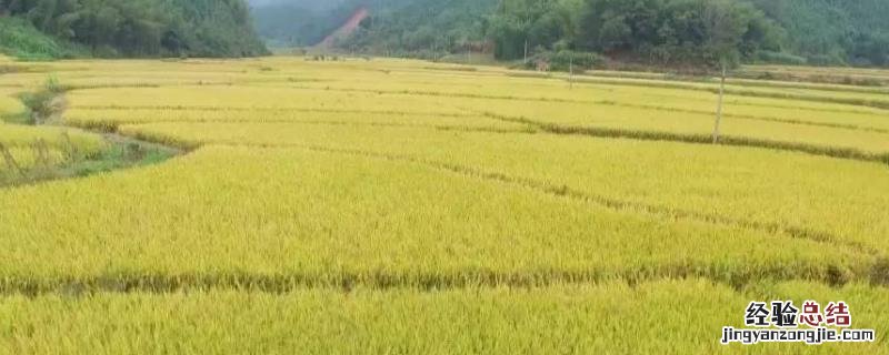 基本农田可以种植绿化苗木吗,前景好的品种有哪些