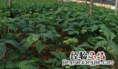 三七和田七有什么区别和功效 土田七与三七的功效有何区别
