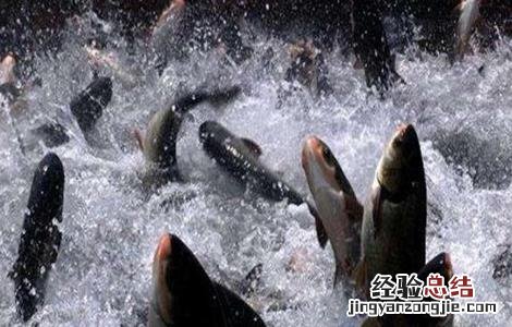 鱼类出现浮头和泛塘的原因及防治方法